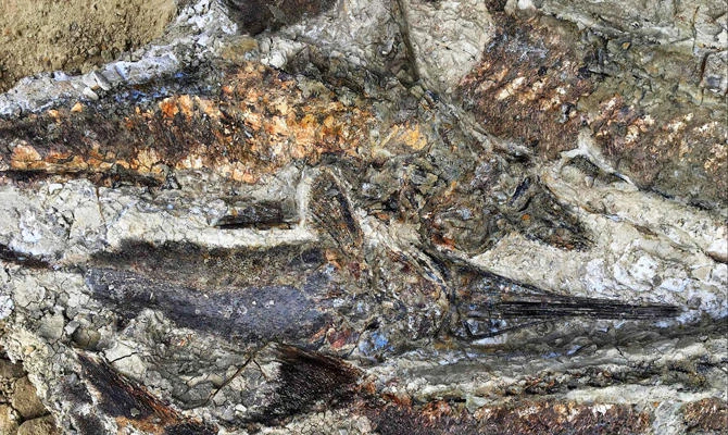 Fossil ‘mother lode’ records Earth-shaking asteroid’s impact: study