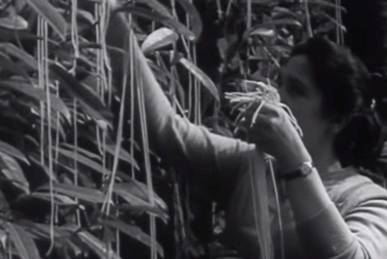 Swiss Spaghetti Harvest