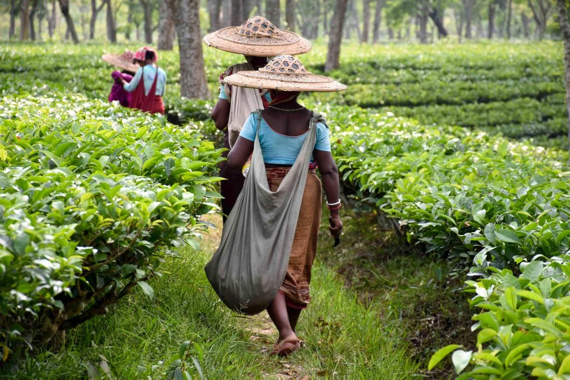 Indian labourers walk as they plucked tea leaves at a plantation in Ghandigram on the outskirts of Agartala on April 30, 2019, on the eve of International Labour Day celebrated on May 1. / AFP / STR
