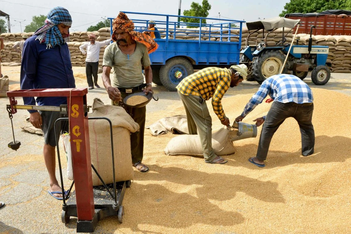 Indian labourers fill sacks with wheat grain to weigh them at a local distribution point on the outskirts of Amritsar on April 30, 2019, on the eve of the International Labour Day celebrated on May 1. / AFP / NARINDER NANU