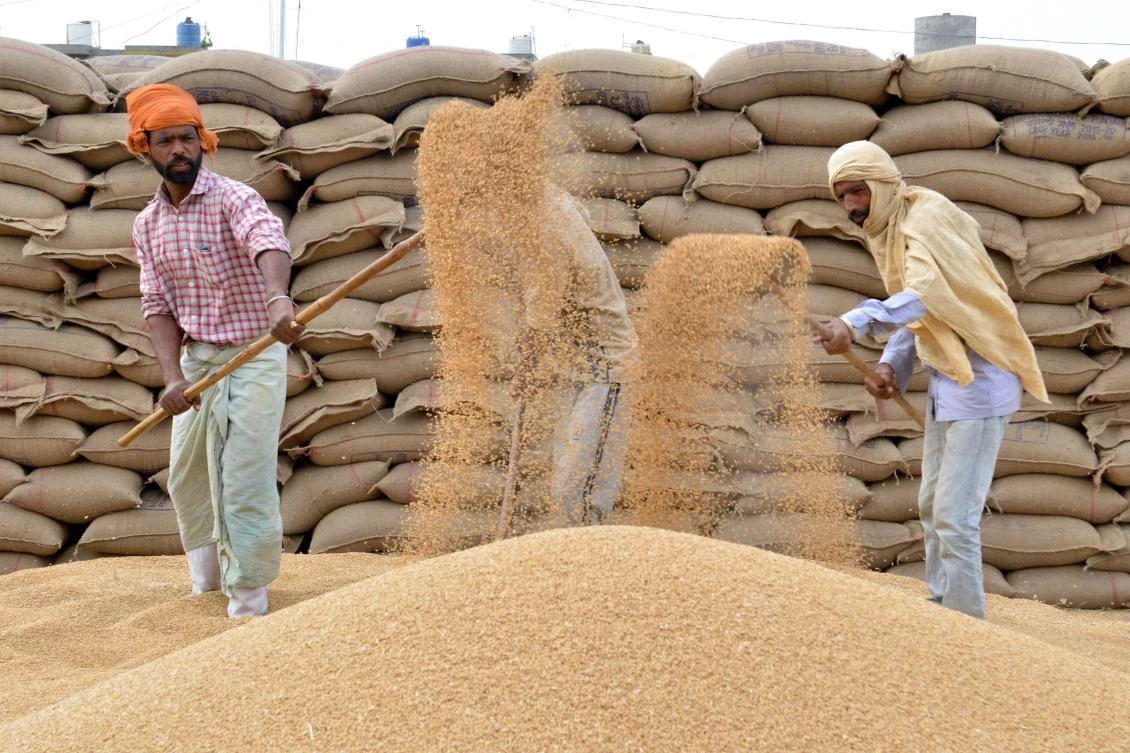 Indian labourers use shovels to separate wheat grains from the husk at a local distribution point on the outskirts of Amritsar on April 30, 2019, on the eve of the International Labour Day celebrated on May 1. / AFP / NARINDER NANU