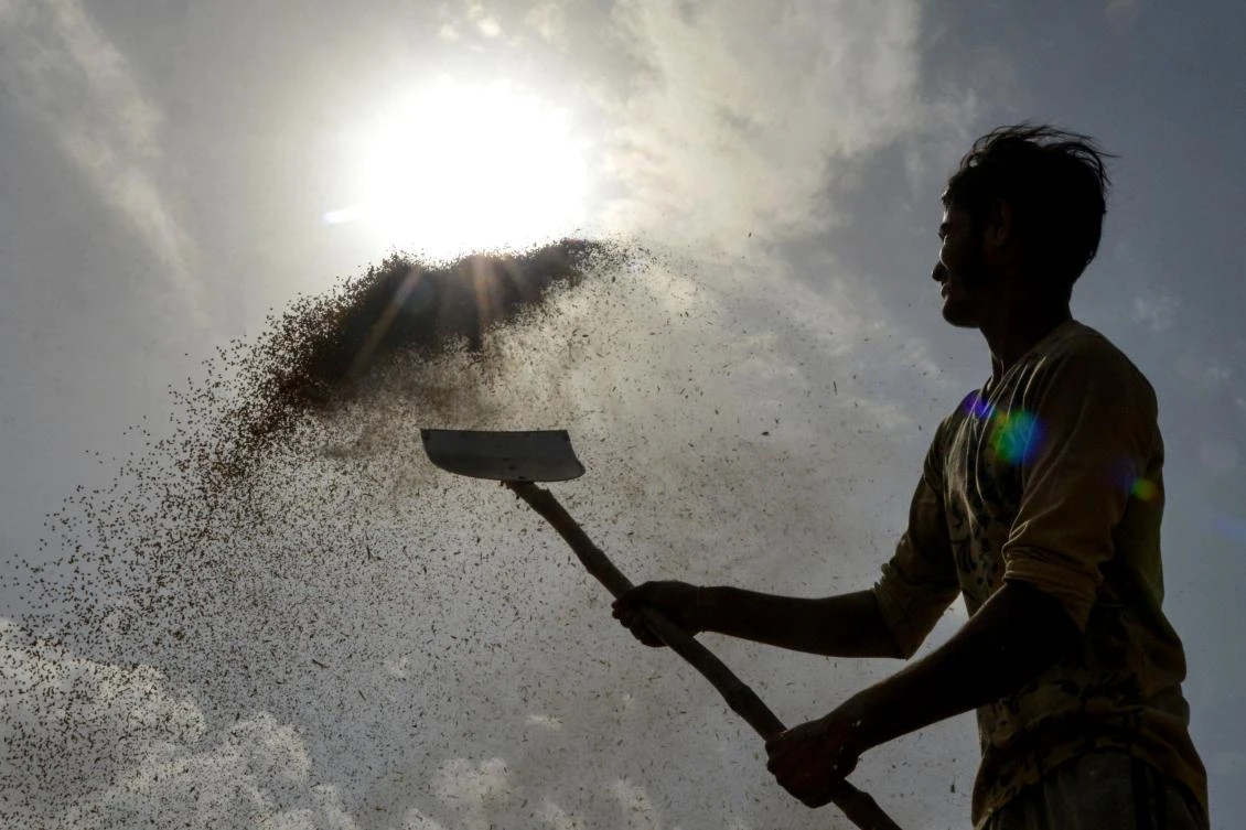 An Indian labourer uses a shovel to separate wheat grains from the husk at a local distribution point on the outskirts of Amritsar on April 30, 2019, on the eve of the International Labour Day celebrated on May 1. / AFP / NARINDER NANU