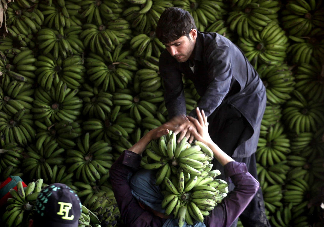 Pakistani laborers unload bananas at a fruit market in Peshawar, Pakistan, Tuesday, April 30, 2019. Pakistan will observe the Labor Day on Wednesday along with other nations worldwide. (AP Photo/Muhammad Sajjad)