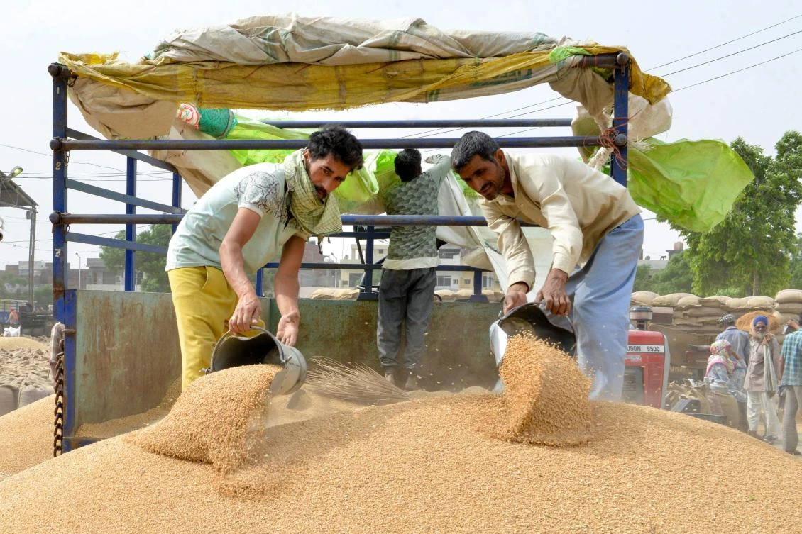 Indian labourers unload wheat grain from a trailer at a local distribution point on the outskirts of Amritsar on April 30, 2019, on the eve of the International Labour Day celebrated on May 1. / AFP / NARINDER NANU