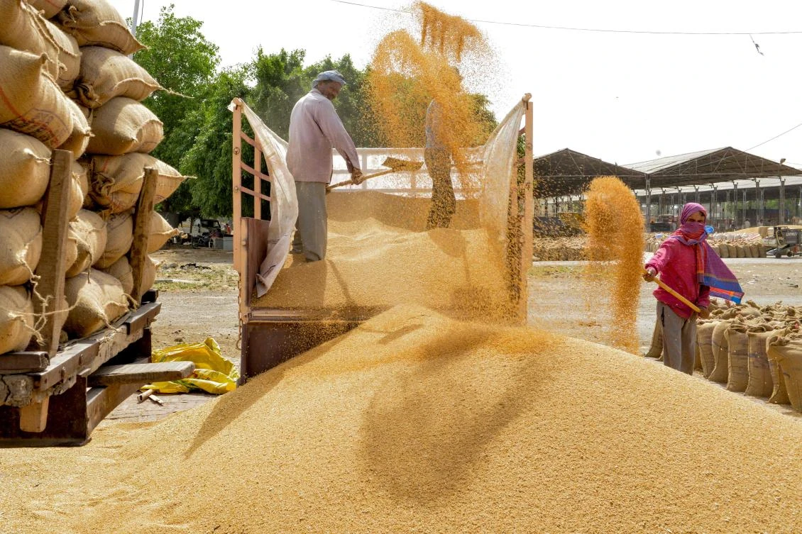 Indian labourers unload wheat grain from a trailer at a local distribution point on the outskirts of Amritsar on April 30, 2019, on the eve of the International Labour Day celebrated on May 1. / AFP / NARINDER NANU