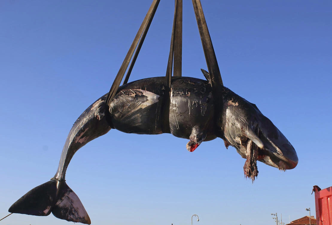 WWF sounds alarm after 22 kilos of plastic found in dead whale