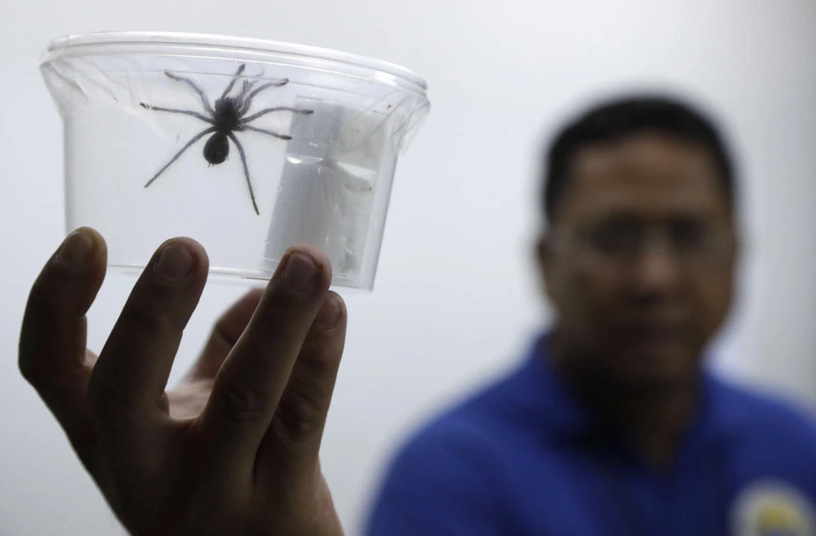 The Tarantulas seized had an estimated value of P310,000 (about $6,000). (AP)