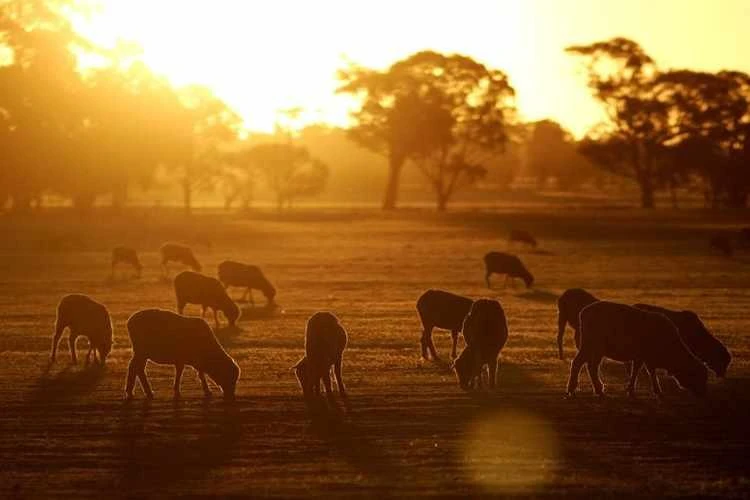 Sheep eat the stubble of a failed wheat crop at sunset on a farm near the town of West Wyalong, Australia. (Reuters)