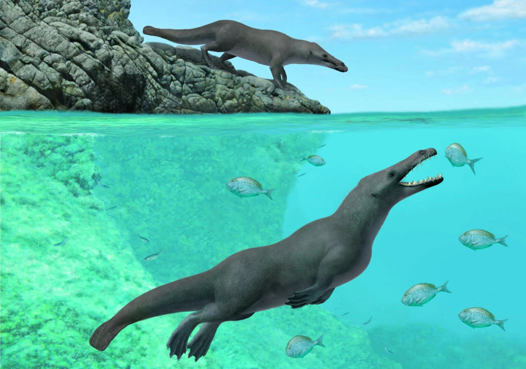 The newly discovered early whale Peregocetus, which lived about 43 million years ago, is pictured along the rocky shore of the southeastern Pacific in this undated artistic reconstruction obtained by Reuters on April 3, 2019. (REUTERS)