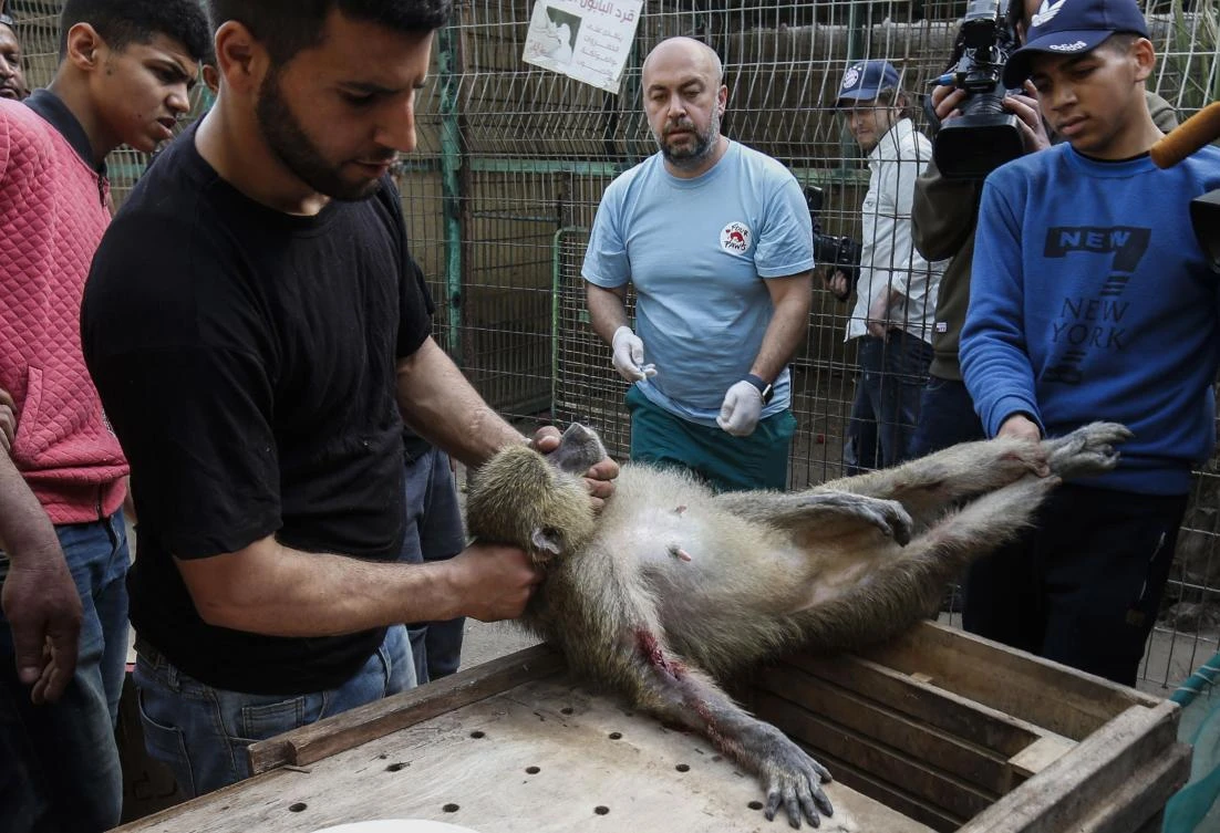 Members of the international animal welfare charity "Four Paws" carry a sedated monkey at a zoo in Rafah in the southern Gaza Strip, during the evacuation by the organisation of animals from the Palestinian enclave to relocate to sanctuaries in Jordan, on April 7, 2019. (AFP)
