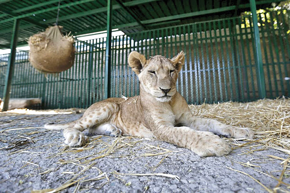 Saudi youth campaign to save endangered animals