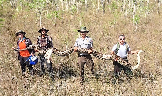 Team in Florida captures huge python using tracking devices