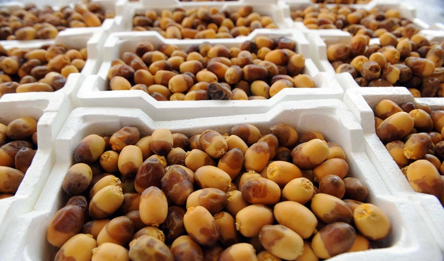Saudi Arabia will be donating 6,500 tons of dates across the globe during the Ramadan season. (SPA file photo)