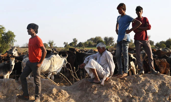 In this photograph taken on March 26, 2019, Indian cow caretakers stand next to stray cattle at a temporary shelter in Pilani in Rajasthan. (AFP / Money Sharma)