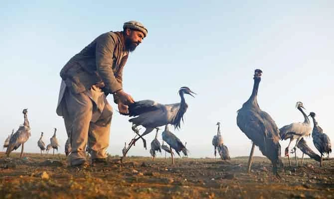 Jan Agha, 49, an Afghan hunter, inspects a crane in a field in Bagram, Parwan province, Afghanistan April 10, 2019. (REUTERS)