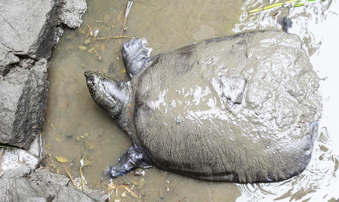 Death of rare turtle leaves 3 remaining in the world