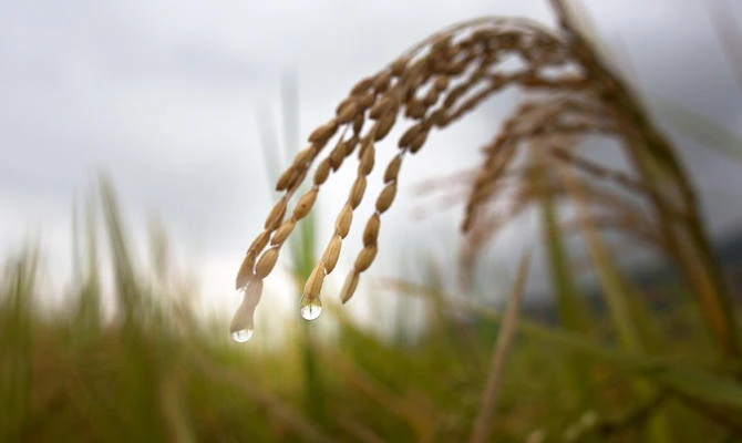 India set to see average monsoon rains this year