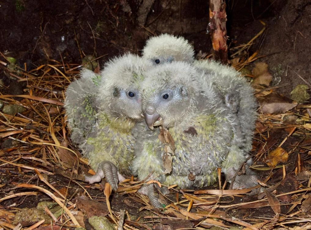 Kakapow! Rare world’s fattest parrot has record breeding season