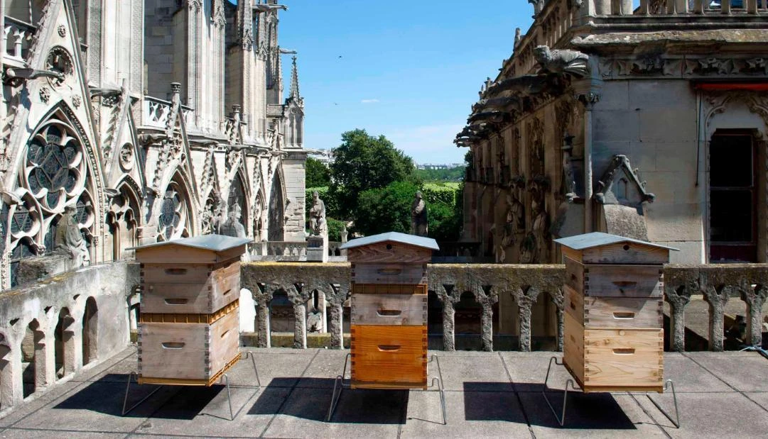 Drunk on smoke: Notre Dame’s bees survive cathedral blaze