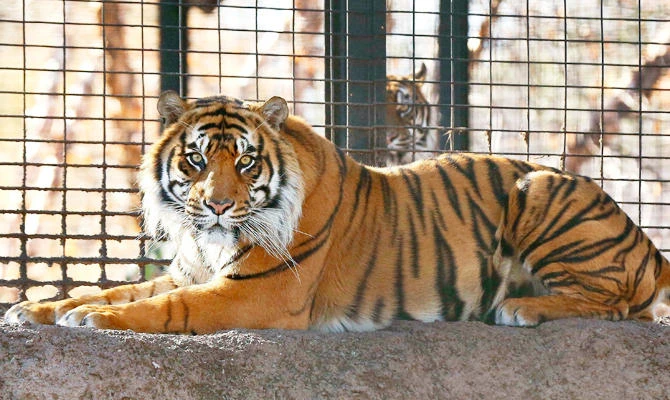 This Nov. 2018 file photo shows Sanjiv, a Sumatran tiger at the Topeka Zoo in Topeka, Kansas. (AP)
