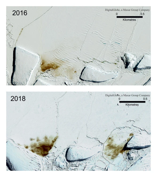 Major emperor penguin breeding ground gone barren since 2016