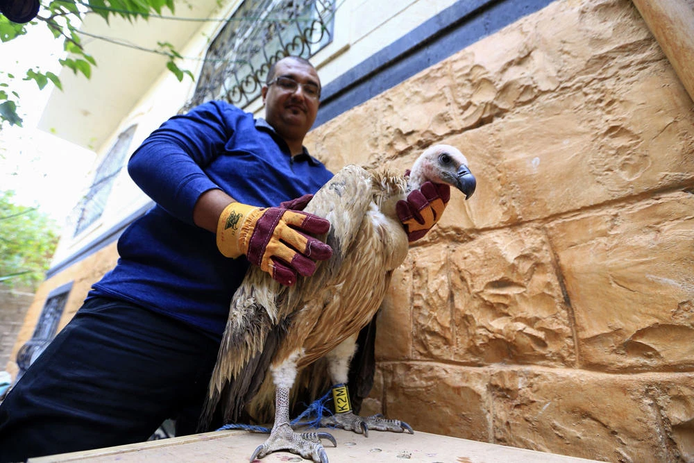 Vulture with GPS tracker held in Yemen on suspicion it was used for spying