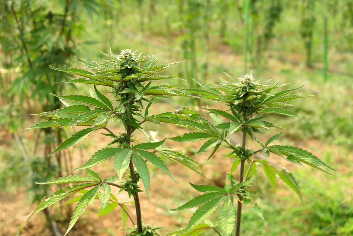 High praise for weed bust: Facebook leads Myanmar police to marijuana-growing Americans
