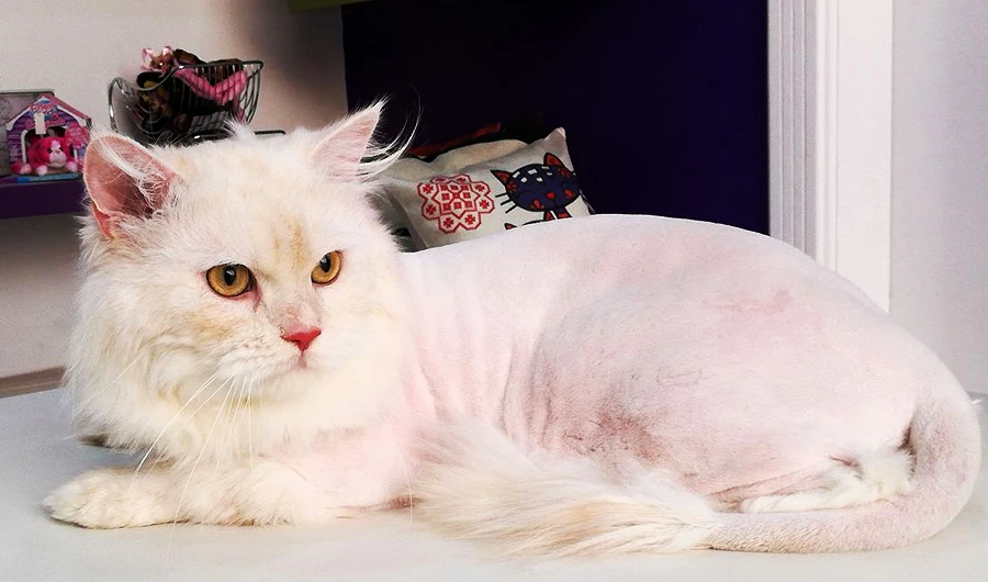 Where We Are Going Today: Cat Chic, where cats get their hair done