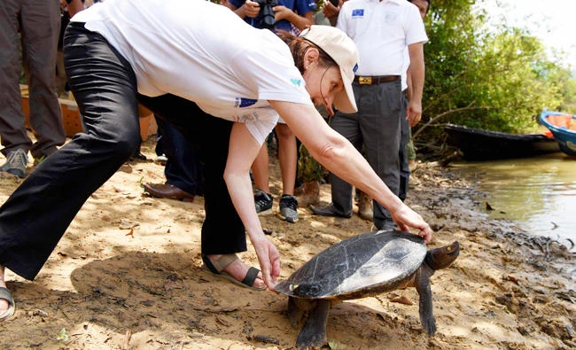 Elena Ryurikovna, wife of EU Ambassador to Cambodia George Edgar, releases a royal turtle (southern river terrapin) into a river in Boeung Trach village, Kampong Seila district in Preah Sihanouk province on April 26, 2019. (AFP)