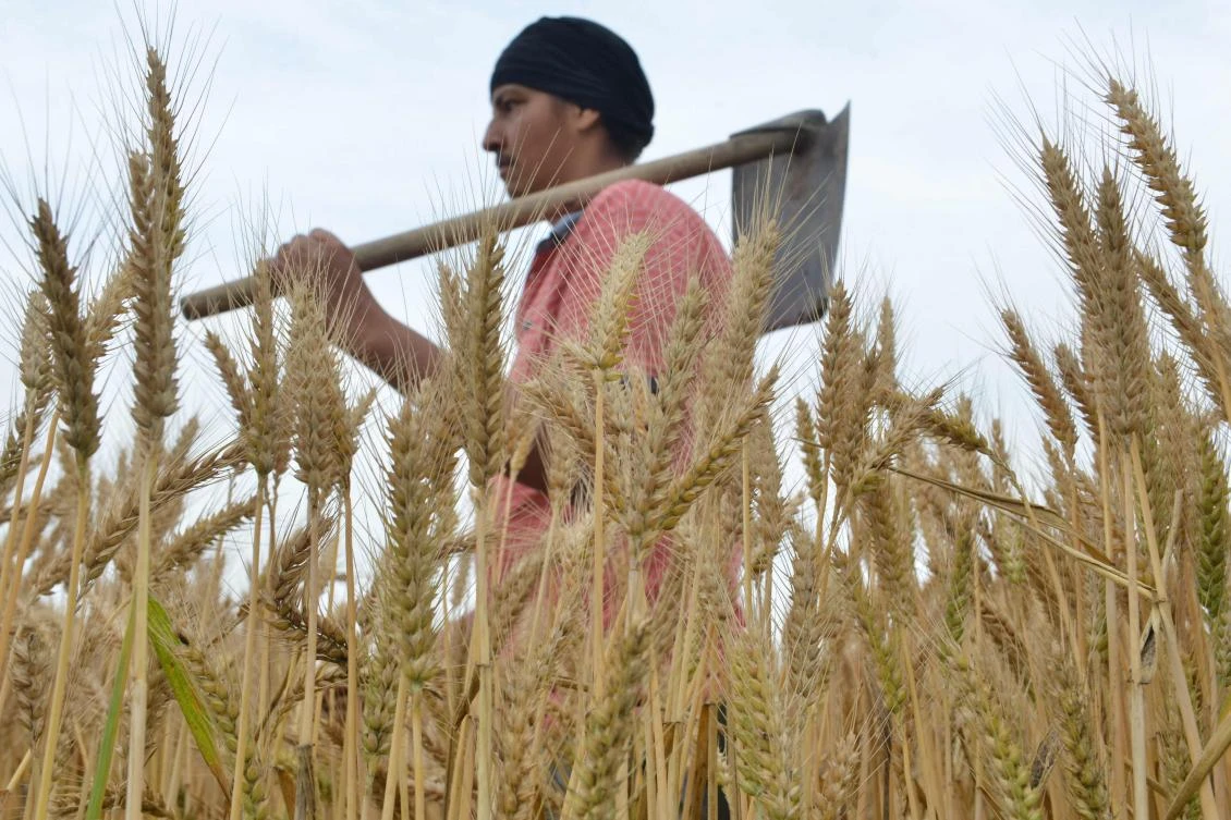 Local wheat prices have fallen over 11 percent in 2019 due to ample supply from last year’s crop and forecasts of record output. (AFP)