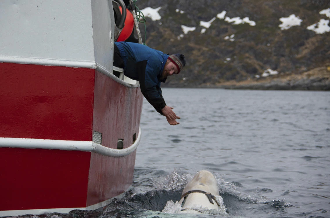 Norwegian fisherman Joar Hesten tries to attract a beluga whale swimming next to his boat before the Norwegian fishermen were able to removed the tight harness, off the northern Norwegian coast Friday, April 26, 2019. (AP)