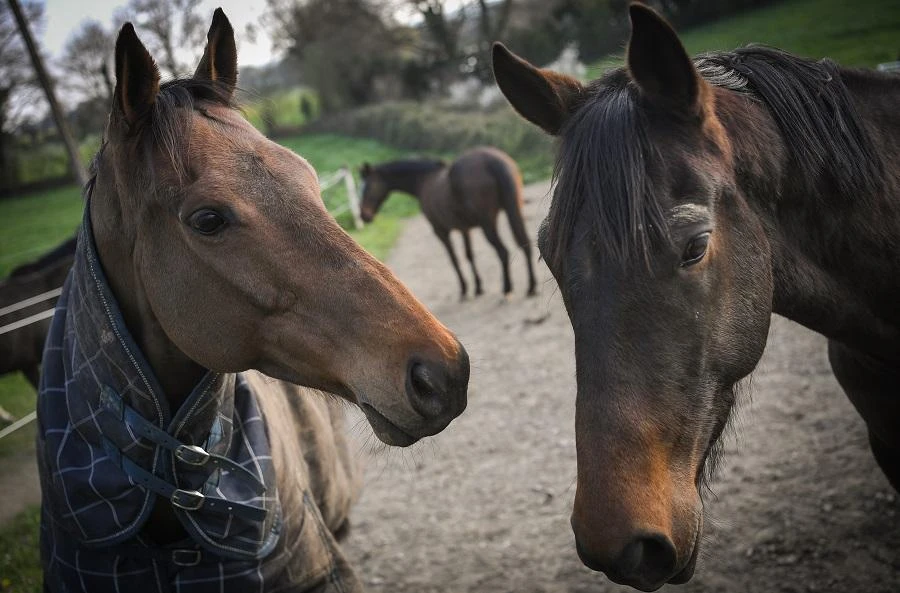 Modern breeding reduced horse diversity within centuries: study