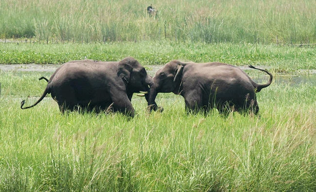 Nature under siege as a million species face extinction, UN warns