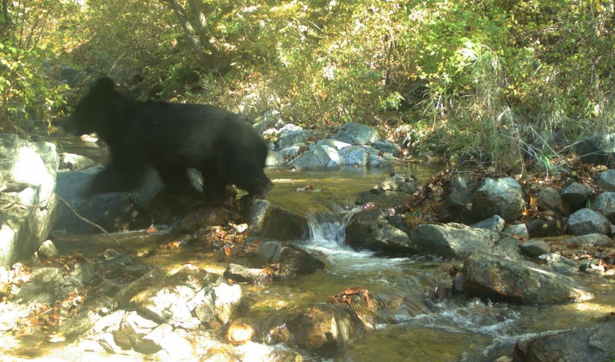 This handout photo taken on October 12, 2018 and provided by the South Korean Ministry of Environment on May 10, 2019 shows an Asiatic black bear photographed by unmanned ecological research equipment installed in the Demilitarised zone (DMZ) dividing South and North Korea in Gangwon Province. (AFP)