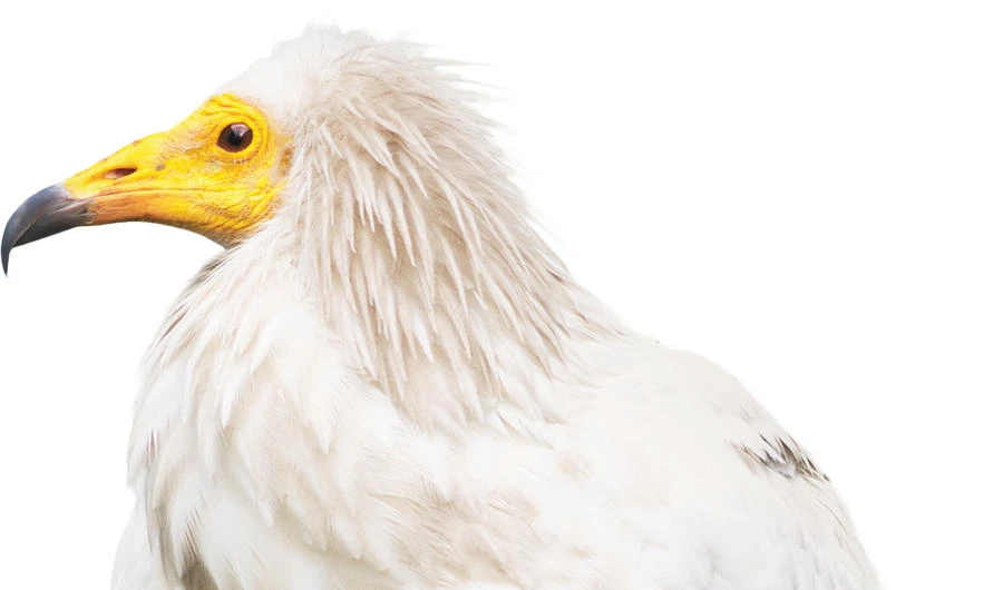 The Egyptian vulture, right. (Shutterstock)