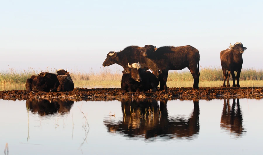 A buffalo dairy farm is one business benefiting from assistance. (Reuters)