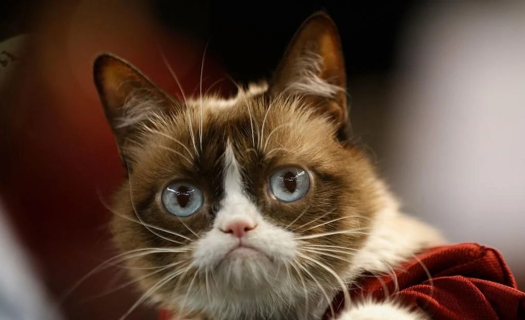 Internet star “Grumpy Cat” has died at the age of seven. (File/AFP)