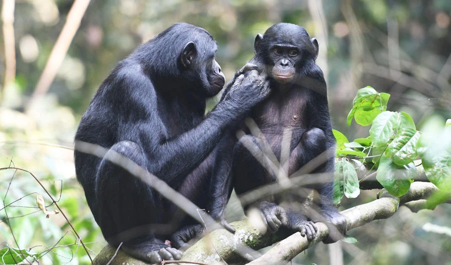 In this photo received by AFP on May 20, 2019 by the Max Planck Institute for Evolutionary Anthropology, a young juvenile male bonobo is groomed by his mom in the Kokolopori Bonobo Reserve in Djolu Territory of Tshuapa District in the Democratic Republic of the Congo. (AFP)