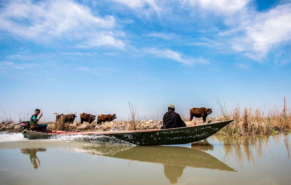 Iraqi marsh-dwellers navigate their canoes in the marshes of the southern district of Chibayish in Dhi Qar province, about 120 kilometers northwest of the southern city of Basra, on March 29, 2019. (AFP)