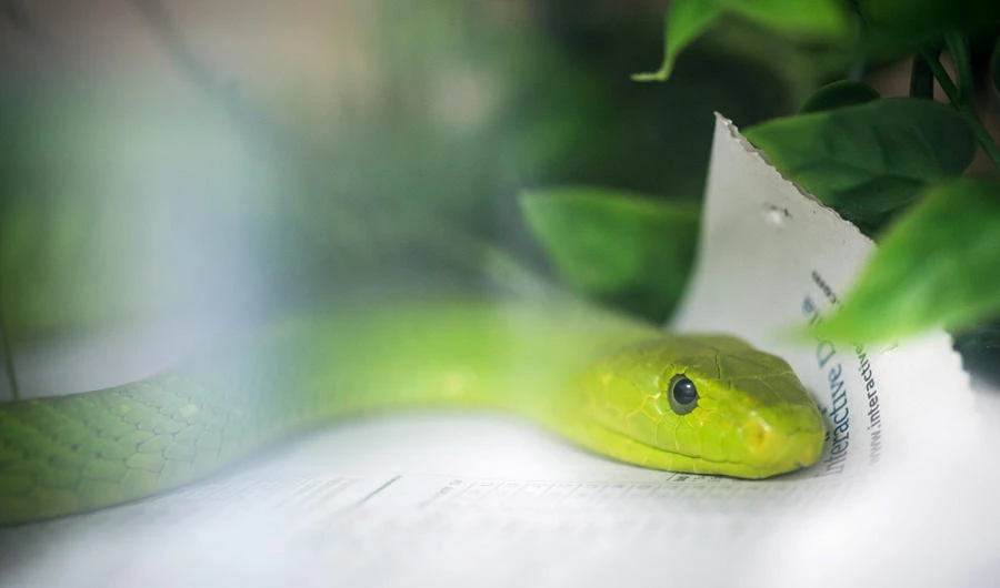 UN health agency seeks to halve number of snakebite deaths