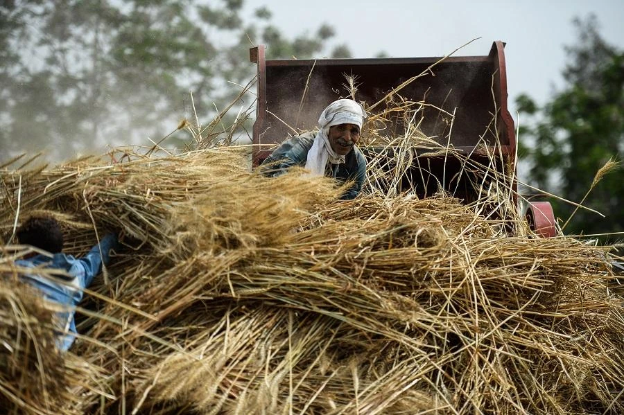 Egypt is the world’s largest importer of wheat. (File/AFP)