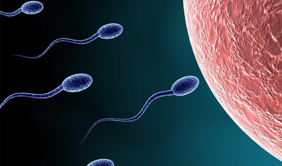 Stressed pregnant moms may mean lower sperm counts: study