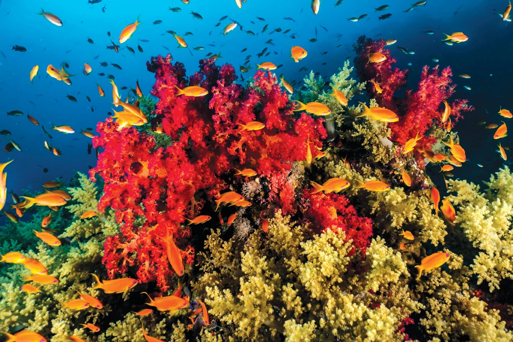 KAUST researchers in Saudi Arabia make a surprising discovery in the depths of the Red Sea