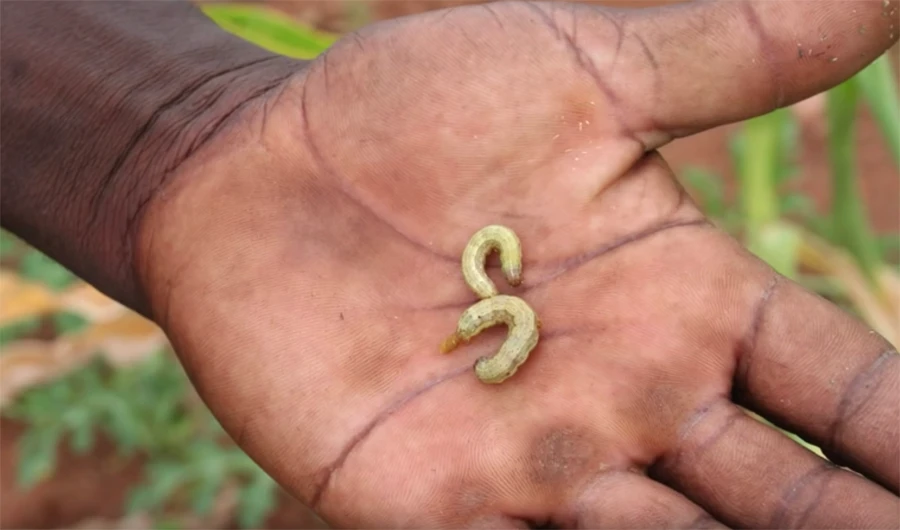 A fall armyworm is shown in this screengrab from video shared on social media by the UN Food and Agriculture Organization. (FAO via YouTube)