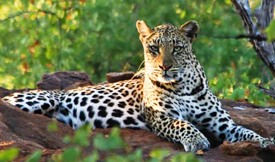 This handout photo released by Durham University on April 19, 2017 shows a leopard at the Soutpansberg Mountains, South Africa, on June 25, 2012. (AFP)