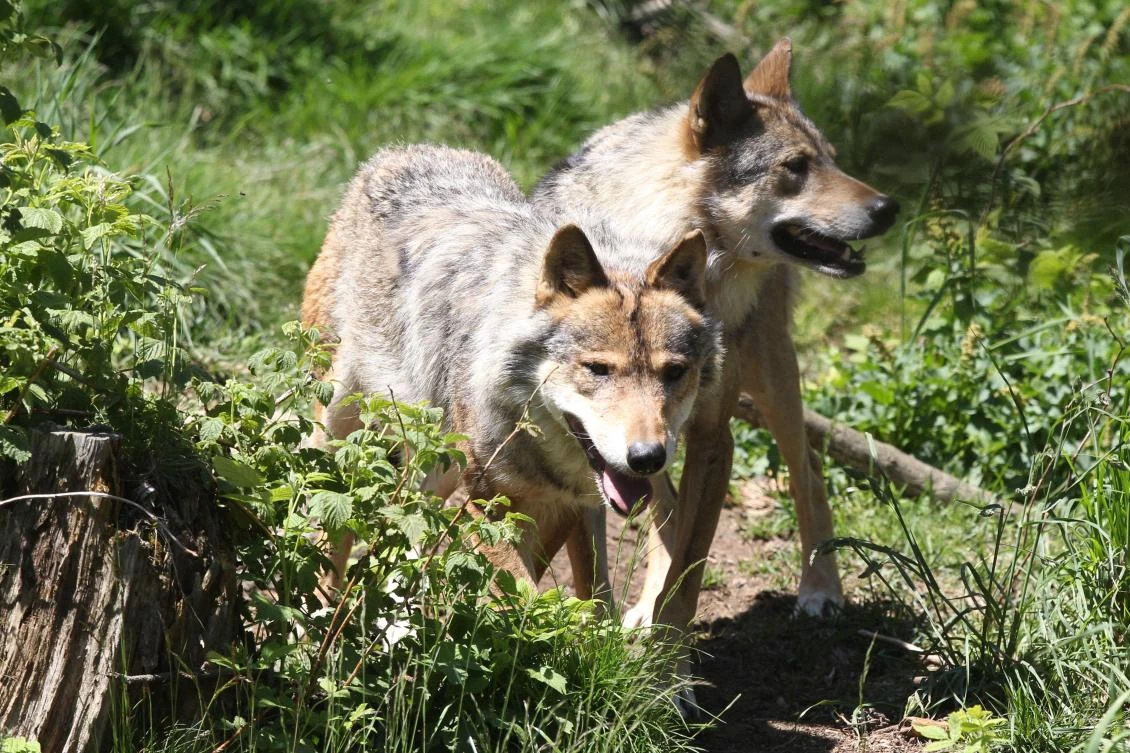 France to step up wolf culls as population surges