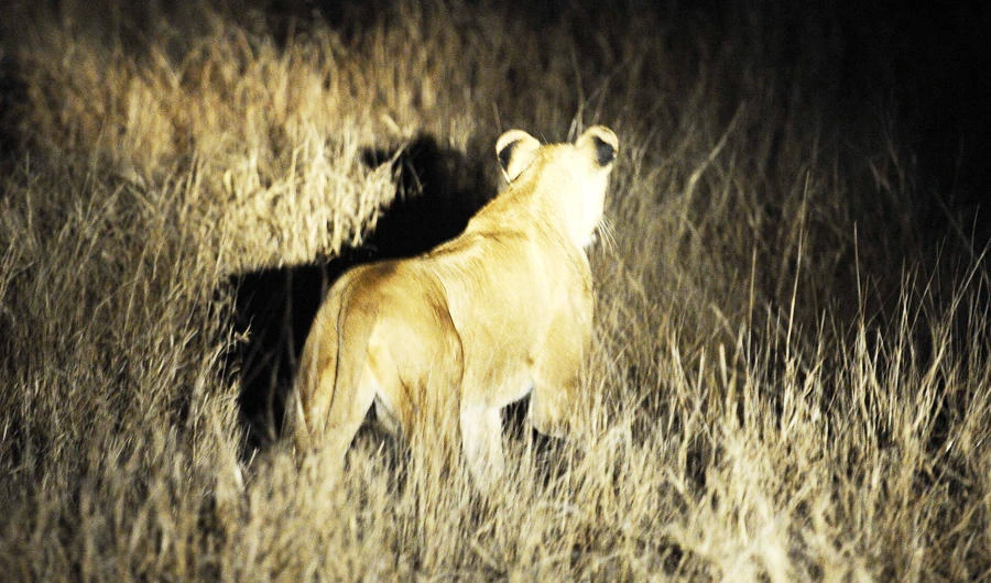 In this file photo taken on July 19, 2011 a lioness stands in the light after a night patrol exercice with the South African National Defence Force (SANDF) company against rhino's poachers along the Mozambique border in the Kruger National Park. (AFP)