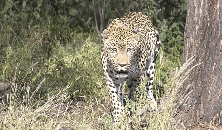 $20 million deal signed to save Arabian leopard population