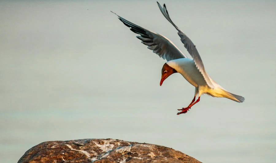 Seagull photobombs, steals woman’s lobster roll