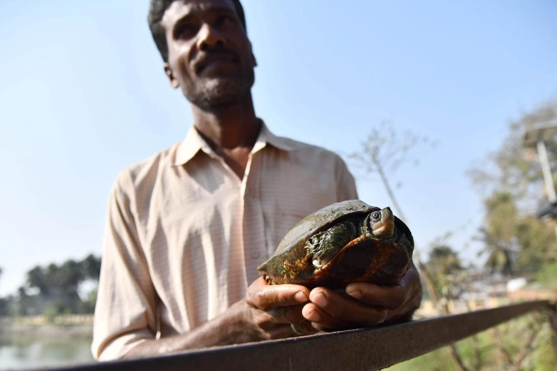 The northeastern state of Assam was once rich in freshwater turtles, but habitat loss and over-exploitation — they were once an abundant and popular local food — has massively depleted their populations. (AFP)